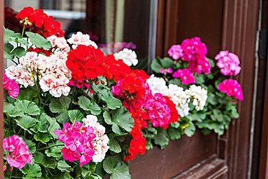 《冰汽时代2》“执政官101”第5集预告：人民的声音